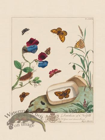 Moses Harris Insects 27